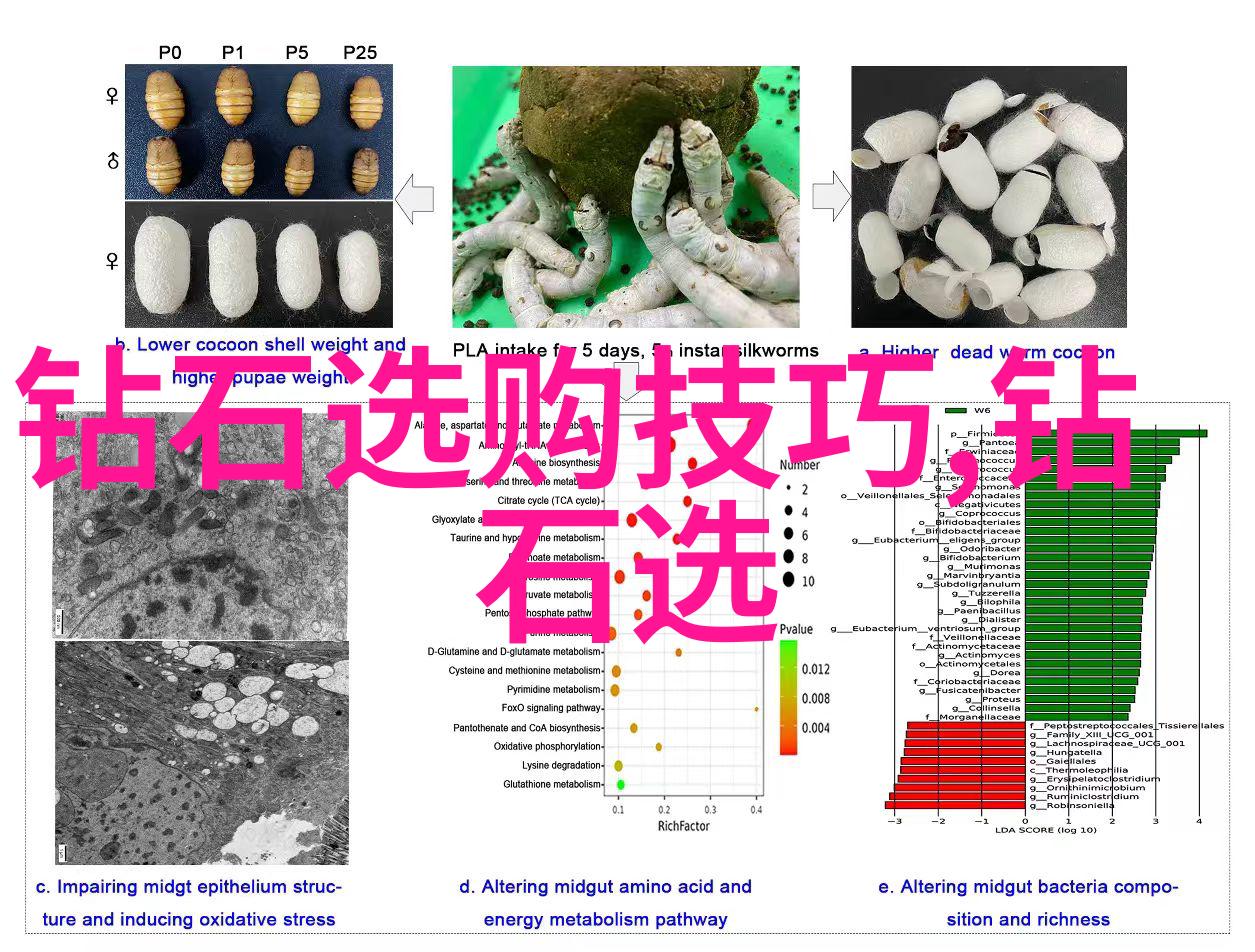 全球高等教育盛宴揭秘大学排行榜背后的学术力量与竞争策略