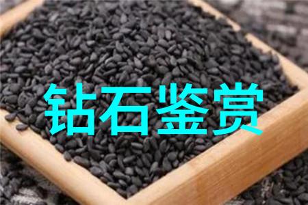 温暖的手触与精致的剪刀宠物美容师的艺术世界