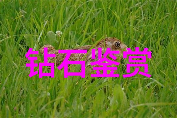 创意生活-手工艺品之旅从零到英雄的创作故事