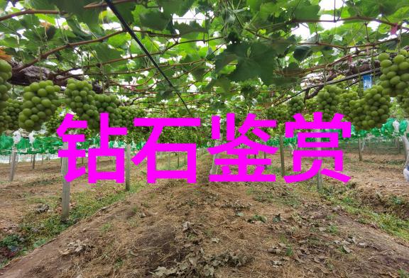 精致手工传承艺术绽放魅力