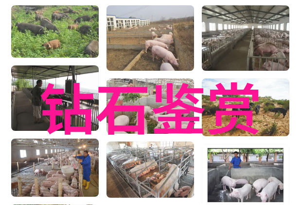 探索璀璨宝石从钻石到翡翠了解每一颗珍贵的秘密