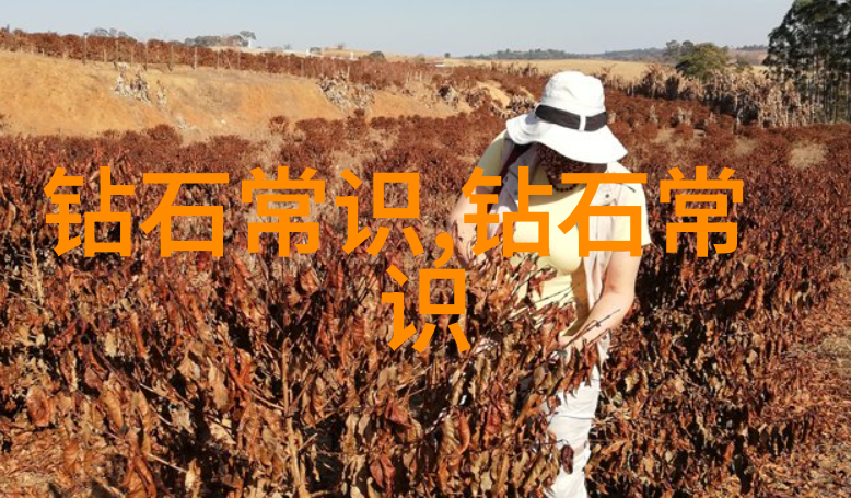 中国文化的多元面纲 从汉族文化到少数民族文化的探索