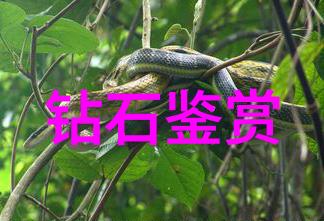 冷门宝石品种-探秘市场低迷中的珍贵之珠那些不为人知的冷门宝石品种