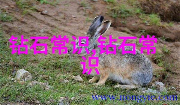 雨滴轻敲一段雨后小镇的温馨故事