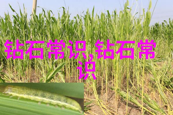 凯撒文化古罗马辉煌的艺术与哲学传承