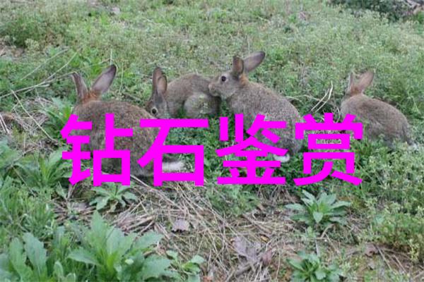 文化包括什么内容-构建丰富多彩的文化生态艺术信仰与日常生活的交融