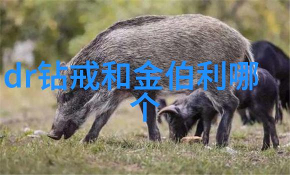 世界排名第一的钻石我见过最闪亮的宝石了