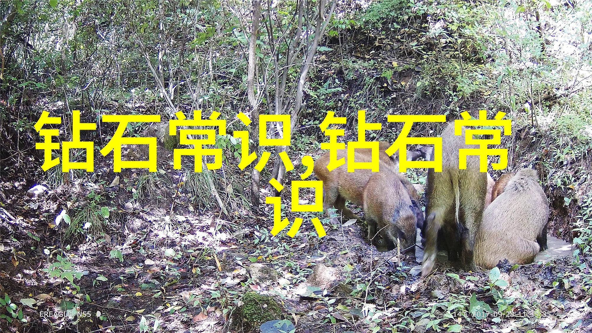 中国传统美术风格山水画花鸟画等