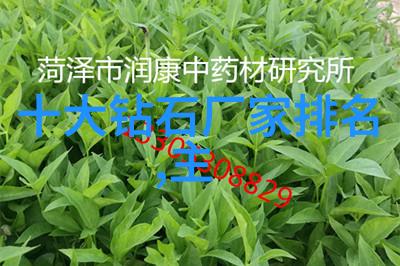 流浪猫咪与神秘书信创造一个充满温暖和期待感的小说序章