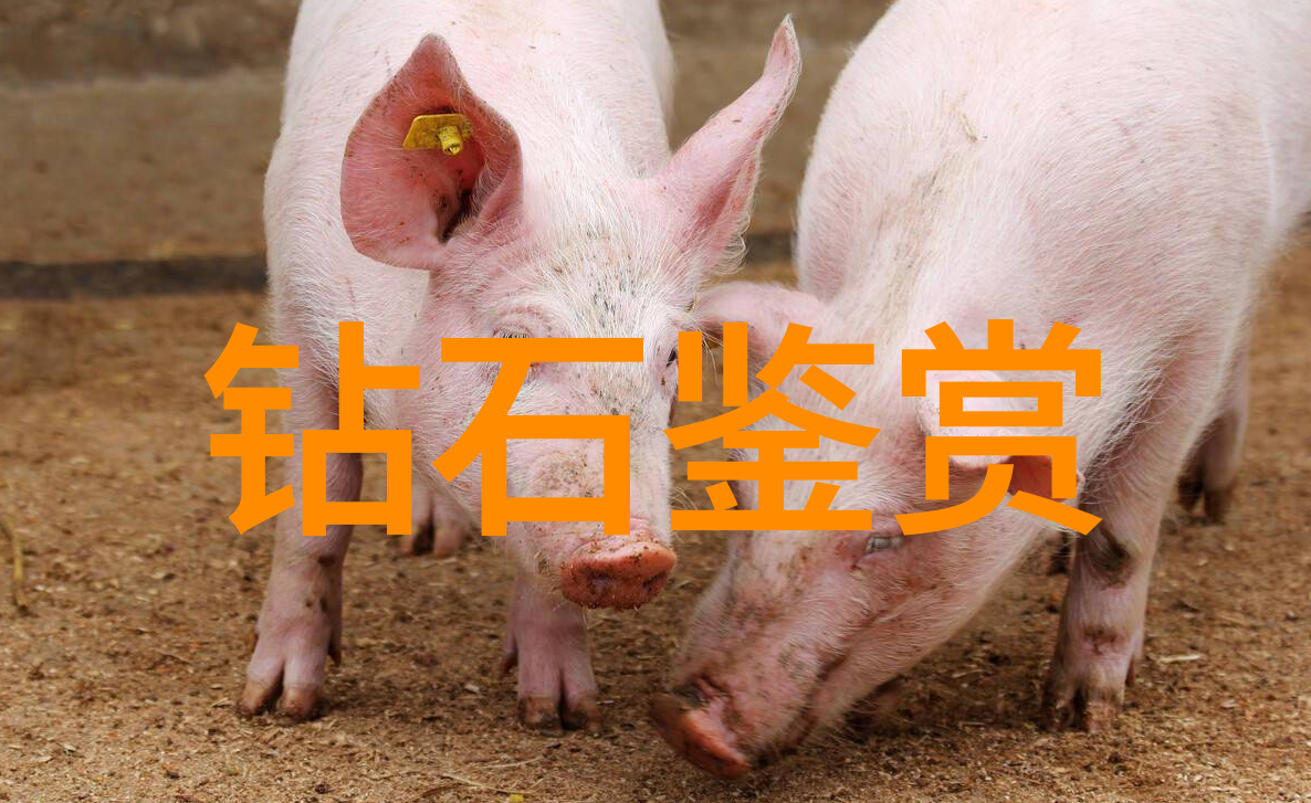 冷门宝石品种沉默中的璀璨星辰