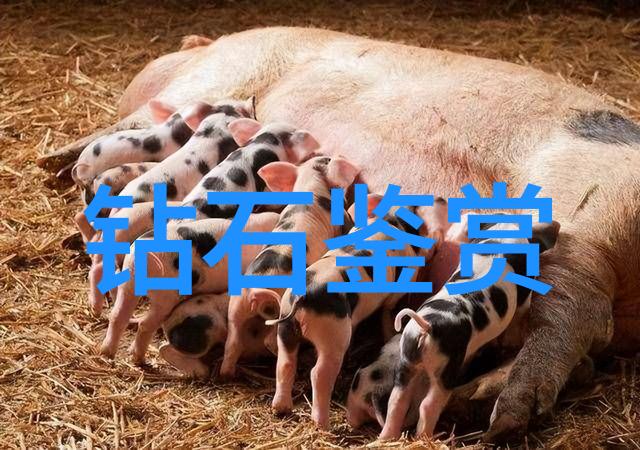 虚拟之巢的秘密守护者