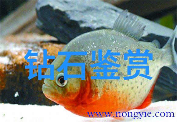 丑小鸭成长故事从不自信到勇敢飞翔的旅程
