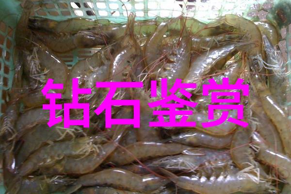 中华传统优秀文化我和我的故事探索中华古韵
