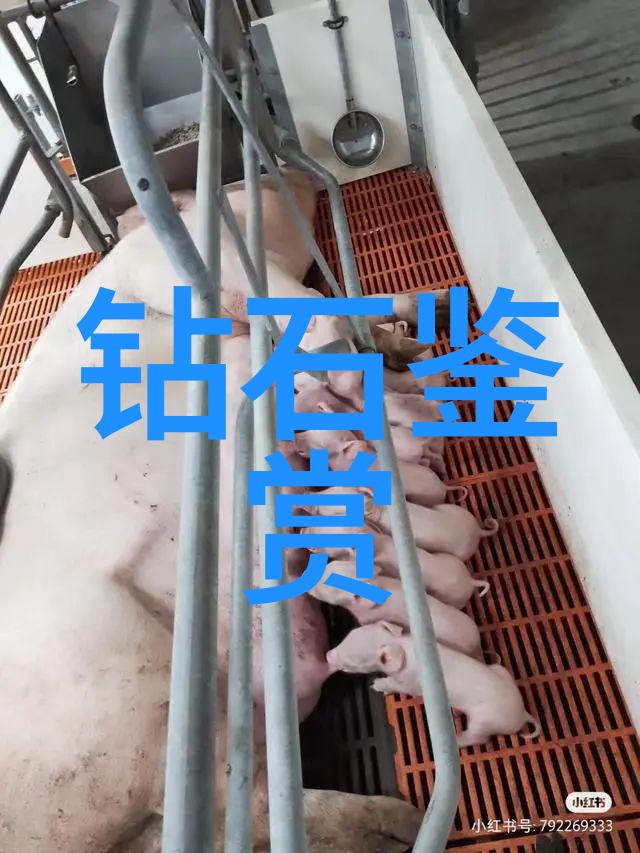 汉语之光跨文化桥梁的使者