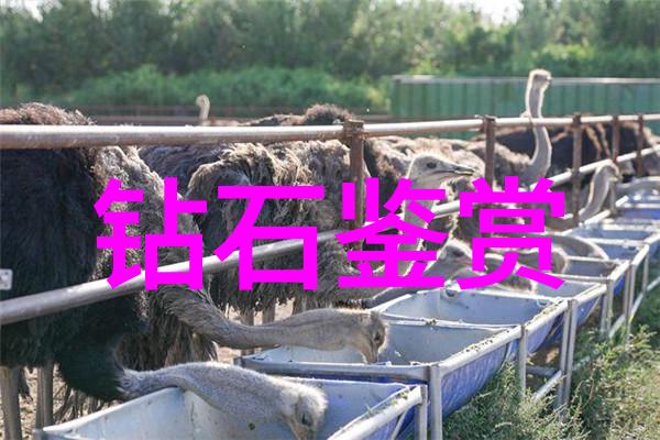玉文化知识探究从璀璨历史到艺术瑰宝