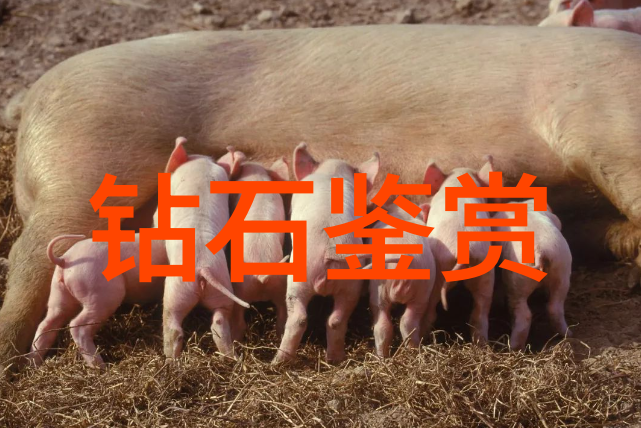 探索文化属性身份价值观与社会行为的深层印记