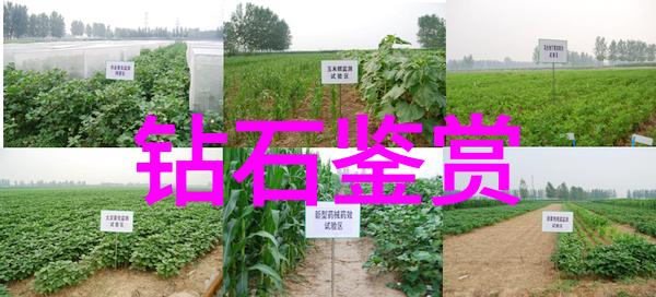 中鹏珠宝设计培训课程精湛工艺与创意无限