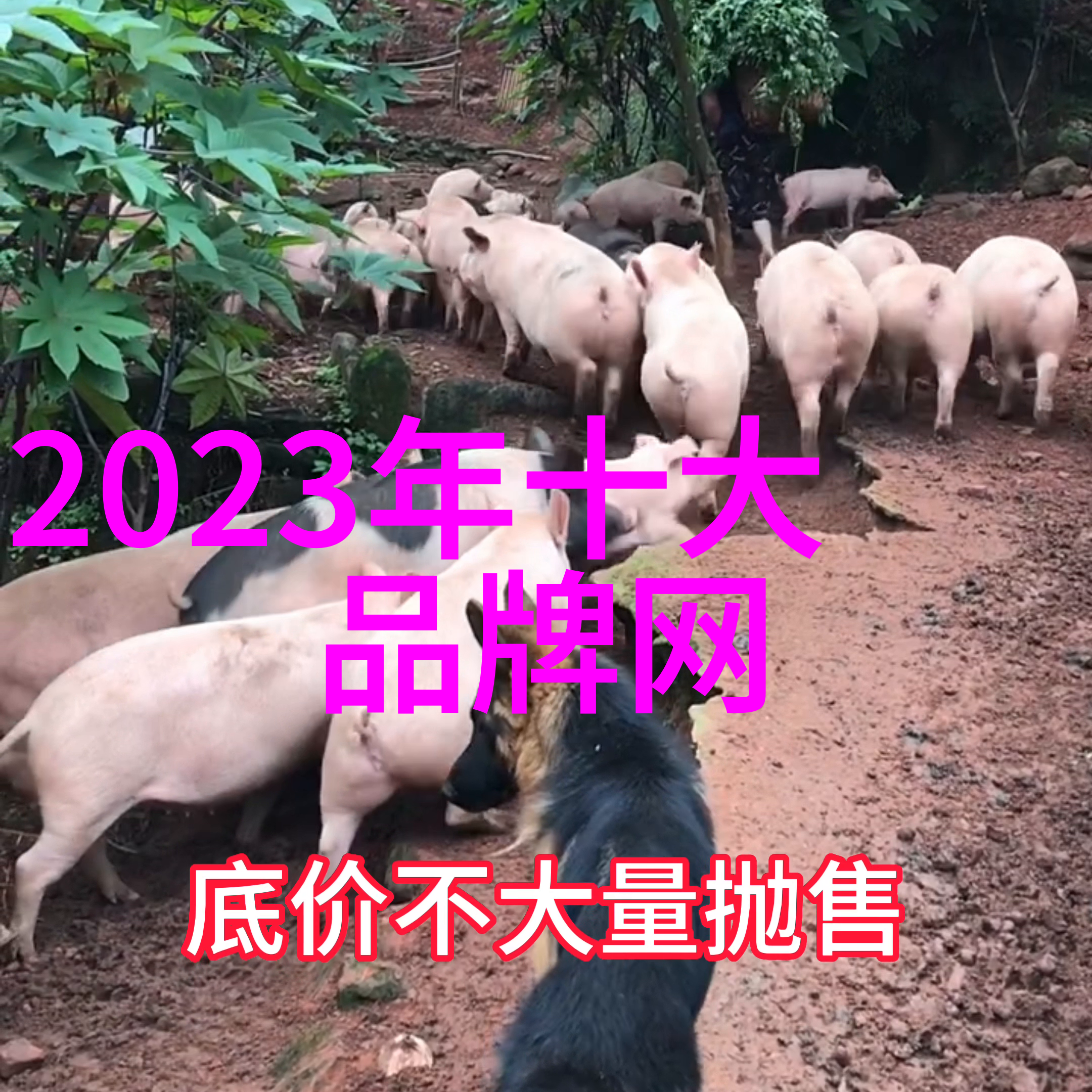 钻石的誓言深邃之谜与璀璨光芒