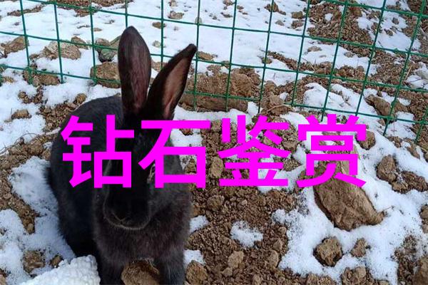 追逐动画梦想的旅程如何从零到英雄