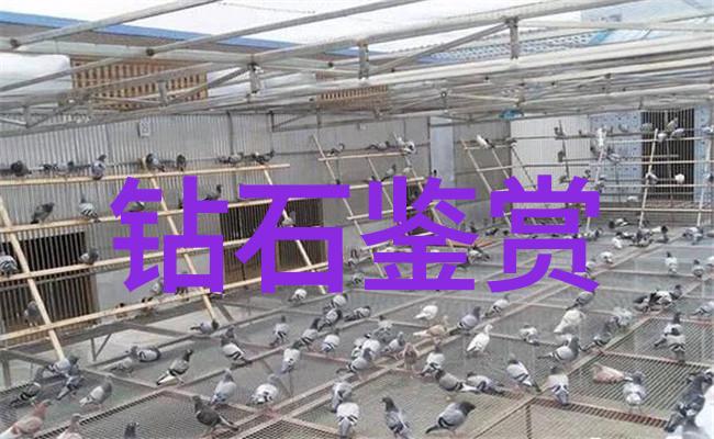 冰雪激情吉林动画的逆袭故事
