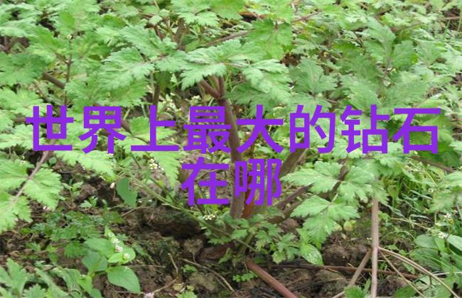 璀璨宝冠揭秘世界上最大钻石排名之最