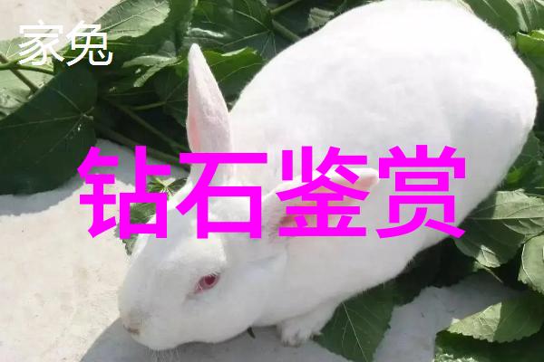 意大利传统面包的魅力探索布契拉提的诞生与风味变迁