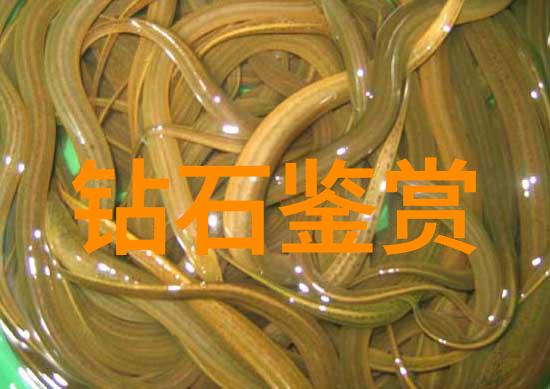 企业家精神的启航探索工商管理就业之路