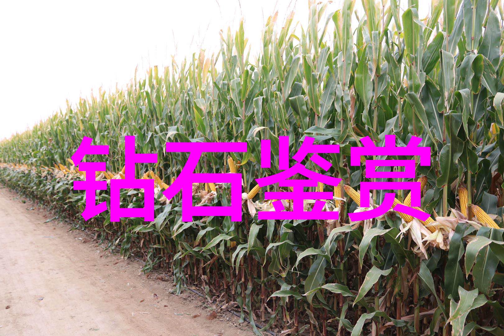 北京钻石鉴定-在京寻宝北京哪些机构能准确鉴定钻石