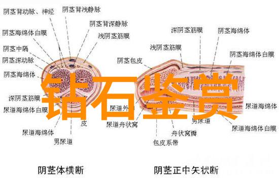解读文化本质如何理解文化概念及其在现代社会中的意义