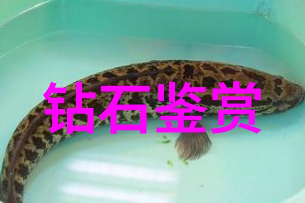 家居美学空间与品味的艺术探索