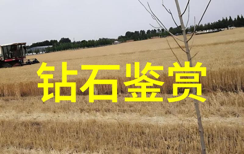 海市蜃楼里的神秘岛屿探险