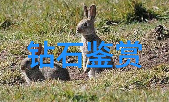 佩戴三彩翡翠手链犹如穿梭于玉石鉴定的大海自由自在而又充满期待
