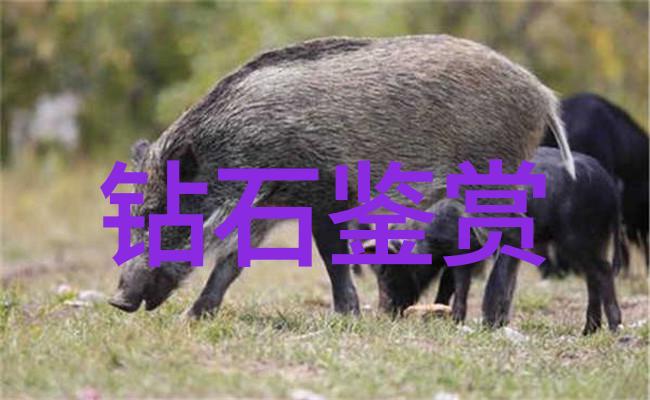 寓言故事精选经典寓言的智慧之光古老传说中的道德启示