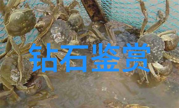 温柔的触摸探索亲密关系中的舔和摸