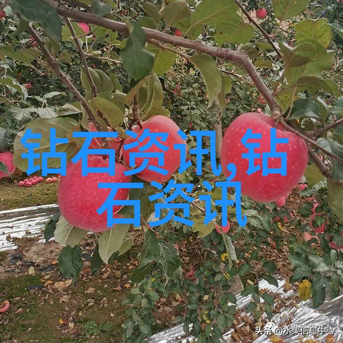 翡玉辨识揭秘手镯背后的古老智慧