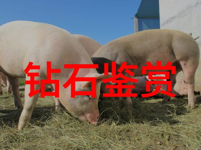 美满天伦家庭交响曲