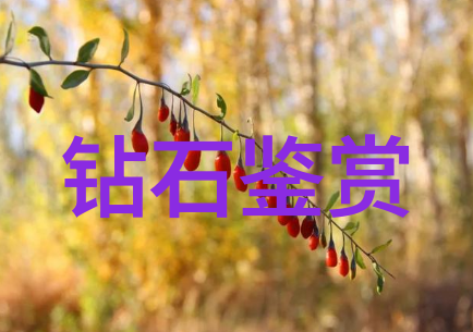 反复编织丝绸与浮雕工艺的精巧交融海瑞温斯顿Delicate Silk腕表全球搜钻的钻石之谜再次被细腻