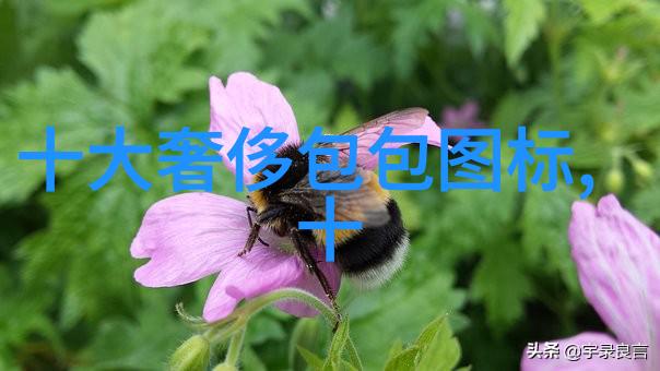 翡翠手镯知识大全揭秘品种鉴定与保养