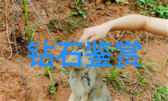 让孩子们知道宝诗龙教育活动设计方案