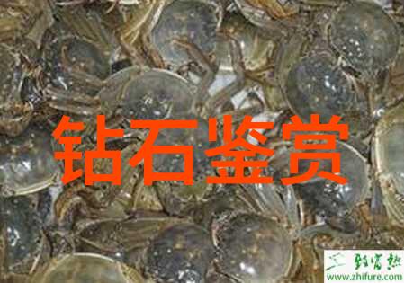 探秘中国地质大学珠宝鉴定专业学术精髓与行业领航