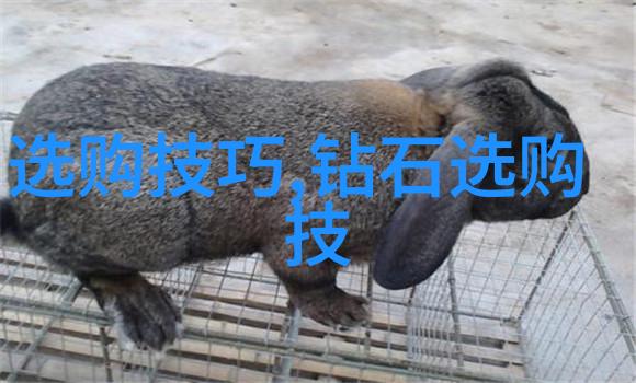 扶摇皇后云端梦游记