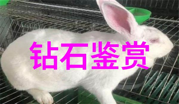 忠诚-糟糠之妻不可弃忠贞的守候与爱的承诺