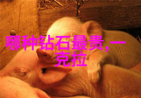 深度剖析审计学专业从理论到实践的全方位探究
