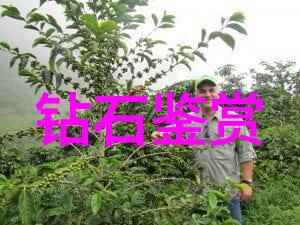翡翠的真假鉴定如何科学判断翡翠是否为天然宝石