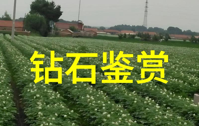 探秘中国钻石的三大宝地我带你去看看中国产钻石的三个地方