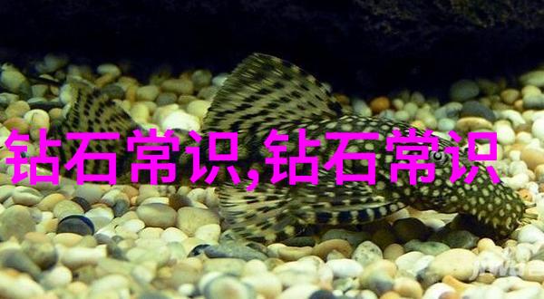 完全珠宝鉴赏钻石篇答案我来告诉你怎样成为钻石大侠